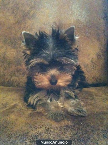 YORKSHIRE TERRIER MINI