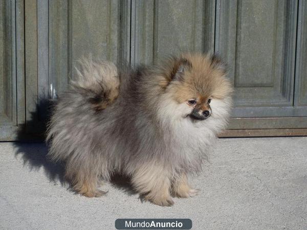 lulú de pomerania