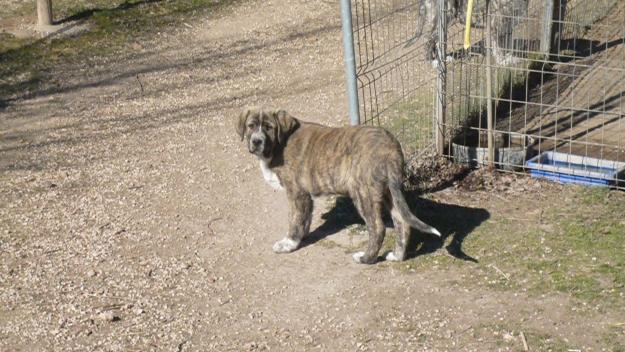 CACHORROS DE MASTÍN