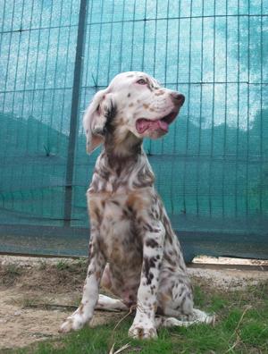 Cachorro Setter