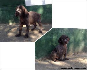 CACHORROS DE BRACO ALEMAN