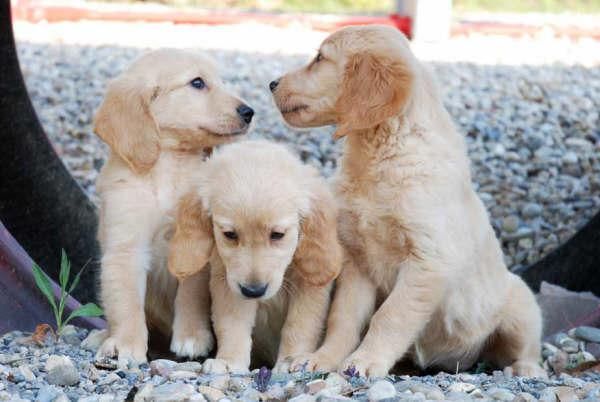 Cachorros de Golden ¡Garantía de CINCO años