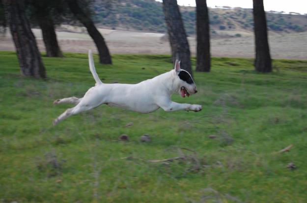 camada bullterrier estandar