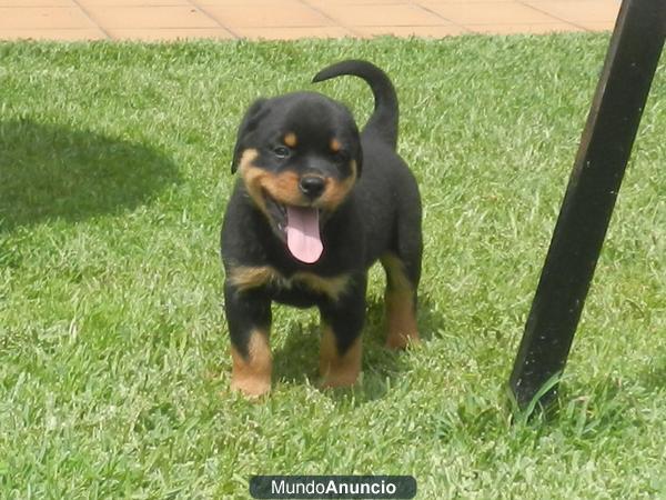 EXCEPCIONALES CACHORROS ROTTWEILER