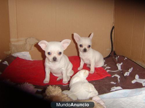 perrito chihuahua