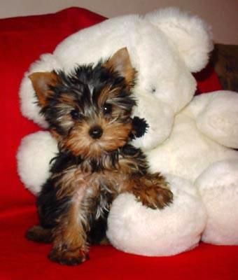 YORKSHIRE TERRIER ENANO A 400 EUROS