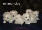 BICHON MALTES PEDIGREE - mejor precio | unprecio.es