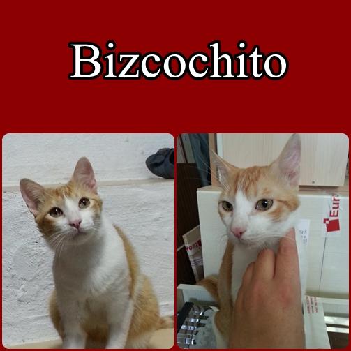 BIZCOCHITO. Gato rubio de menos de una año busca una familia que lo quiera de verdad