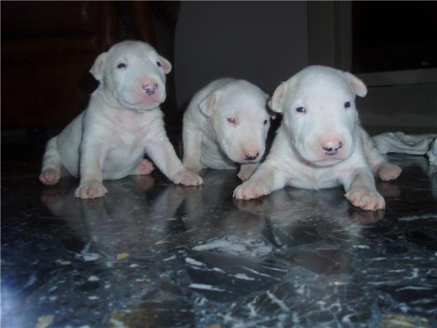 Cachorros Bud Terrier