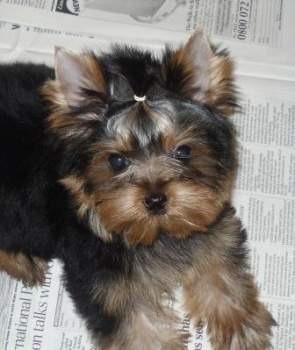 Cachorros Yorkshire Terrier de Silvecan