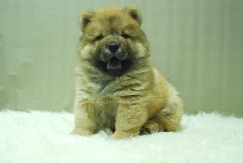 CHOW CHOW DE CALIDAD CACHORROS EN COLOR BLANCO Y ROJOS