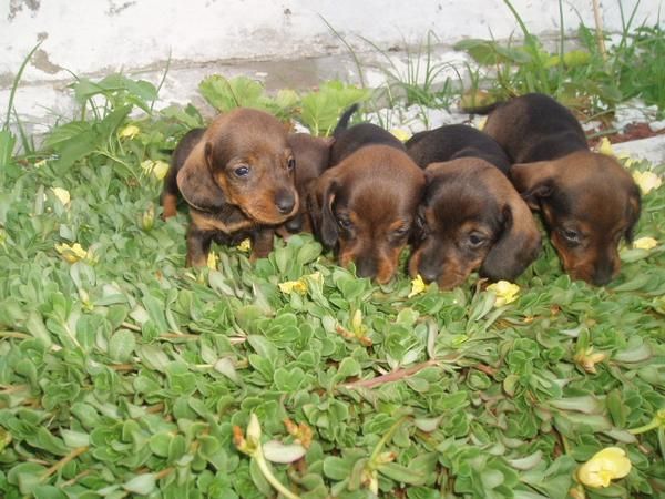 Lindos cachorritos de Teckel miniaturas, solo 250 euros cada.