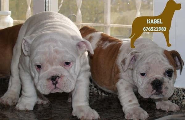 Magnificos Bulldog Ingles,cachorros de 2 meses