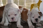 Magnificos Bulldog Ingles,cachorros de 2 meses - mejor precio | unprecio.es