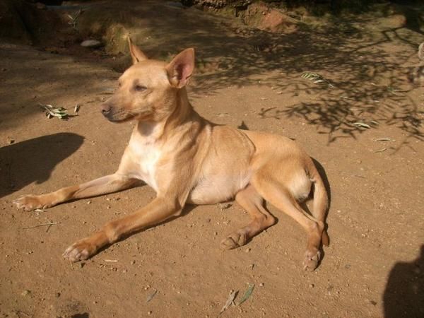 Paloma perrita abandonada en adopción