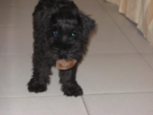 perdido perro negro tamaño pequeño puerto torre