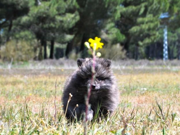 Pomerania , cachorros nacionales de calidad fotos reales