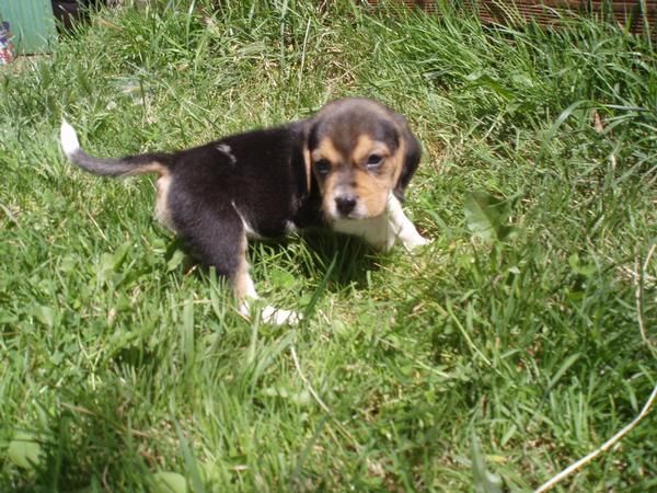 preciosas cachorras de beagle