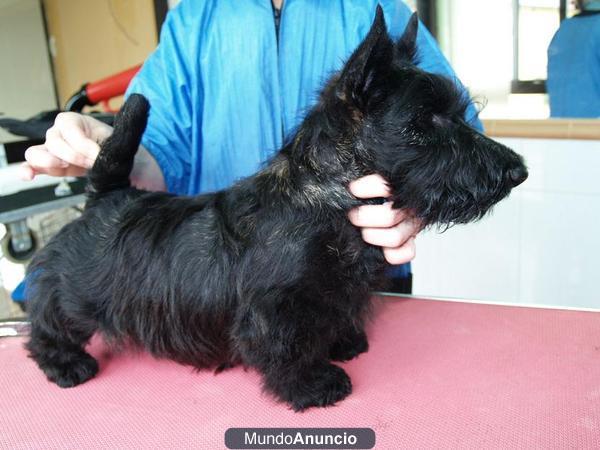 scottish terrier