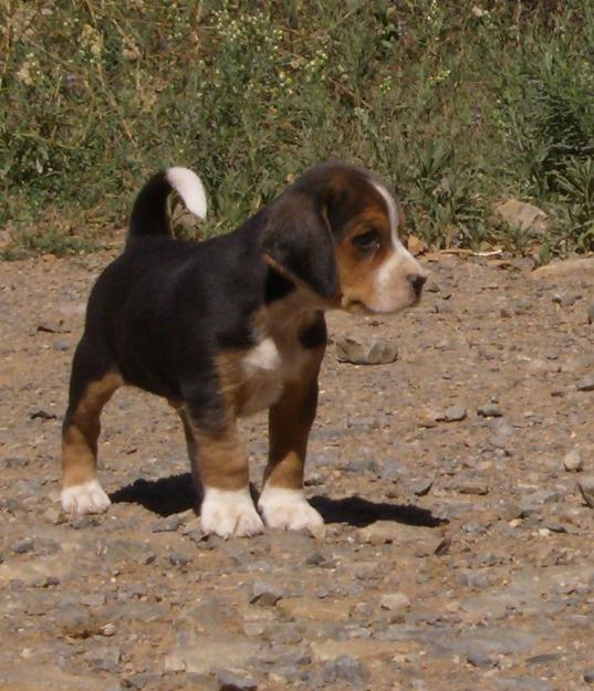 Beagles tricolores