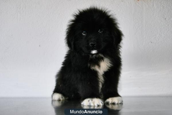 DISPONEMOS DE CACHORROS TERRANOVA CON PEDIGREE