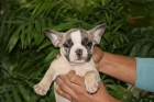 Excelentes, Bulldog Frances, magnifico pedigri,150 - mejor precio | unprecio.es