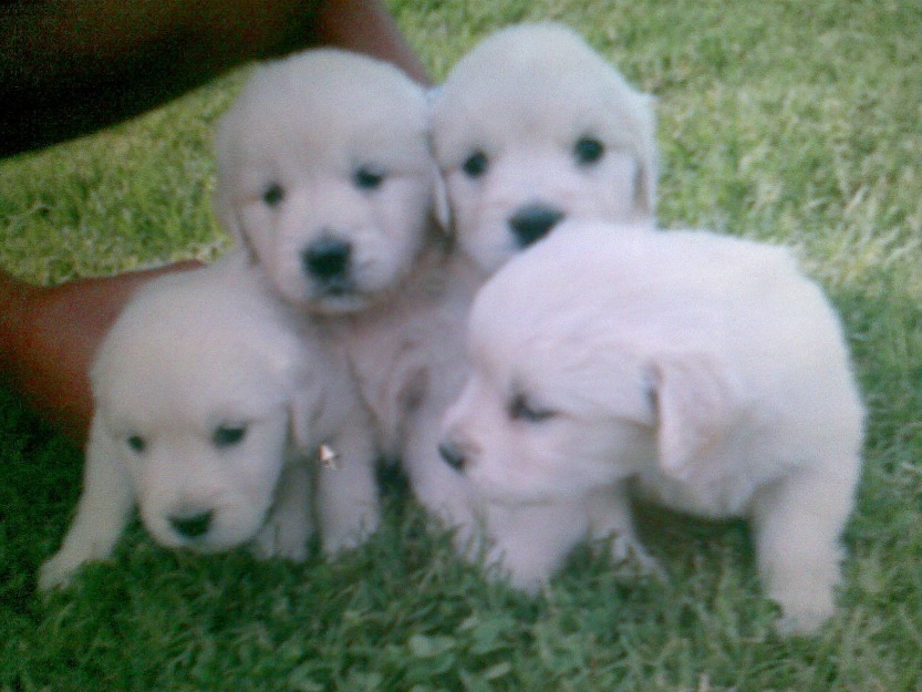 Goldens retrievers