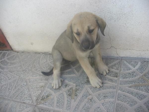 Mastines extremeños,cachorros,son los de las fotos.