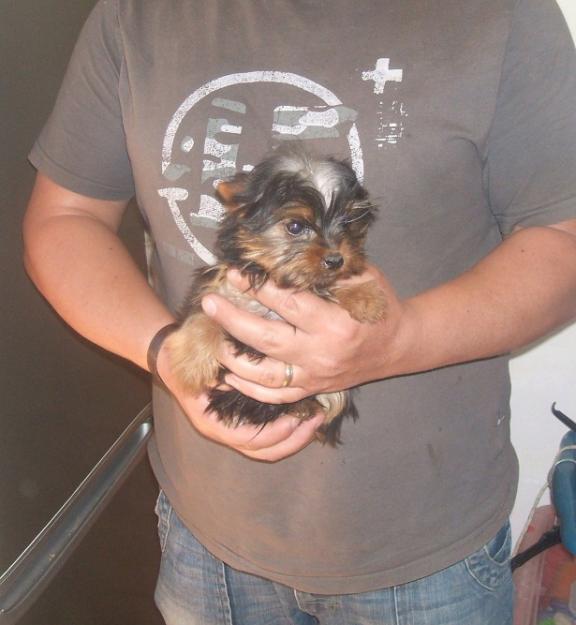 preciosos cachorros de yorkshire terrier mini (tamaño garantizado)