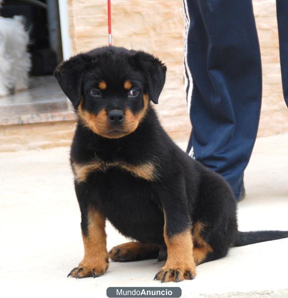 rottweiler cachorro super