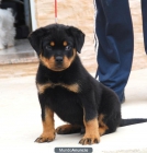 rottweiler cachorro super - mejor precio | unprecio.es