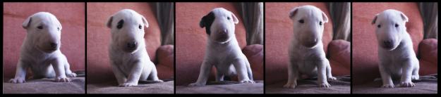 Se Venden Cachorros de Bull Terrier