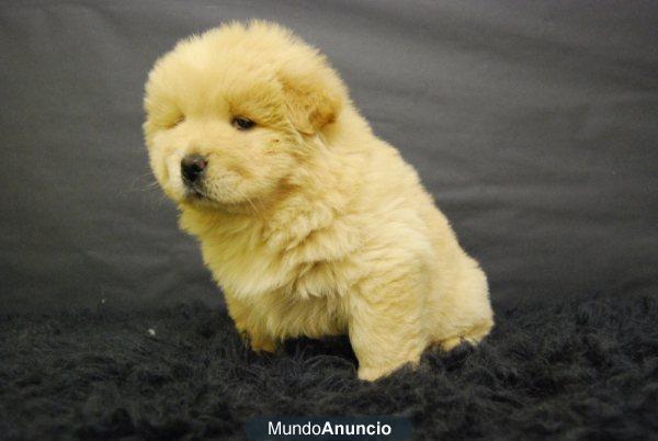 Chow chow, cachorros de dos meses  de edad, somos criadores