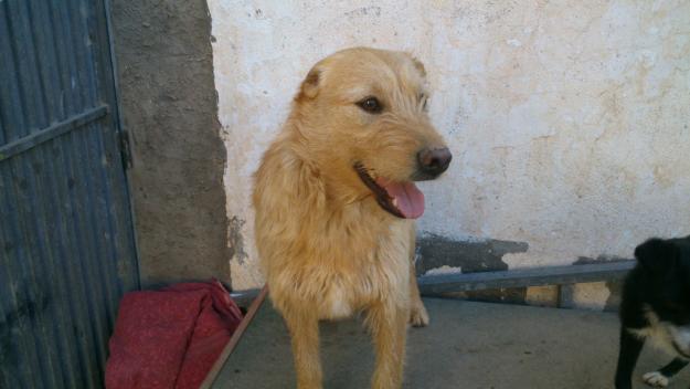 estrella en adopcion