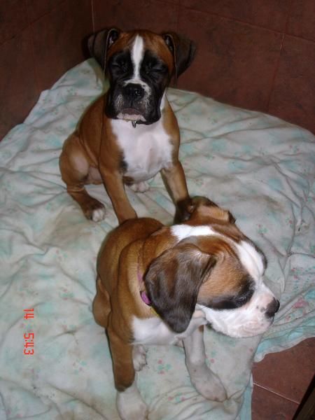 Preciosos cachorros Boxer