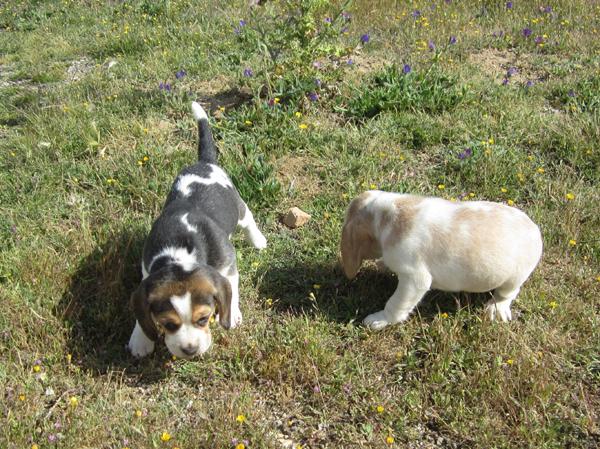 Beagles cachorros tricolores con pedigri.