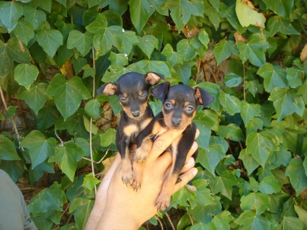 Cachorros de Pinscher 300€