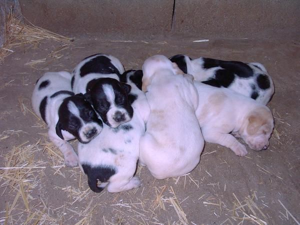 Cachorros de Pointer