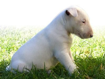 Cachorros y grandes en adopcion muy urgentes toda españa