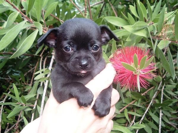 Chihuahua machito negro rojizo