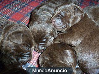 Espectacular camada Labrador Retriever Chocolate