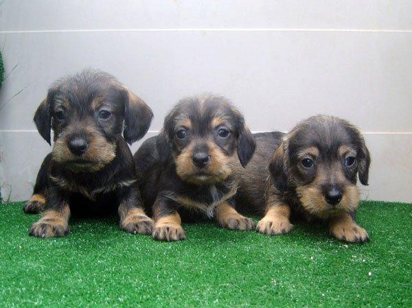 Teckels de pelo duro cachorros de pelo duro en oferta.