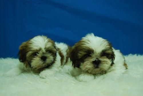 /-/- Estos Cachorros de ShihTzu Estan Disponibles para Tu Hogar /-/_