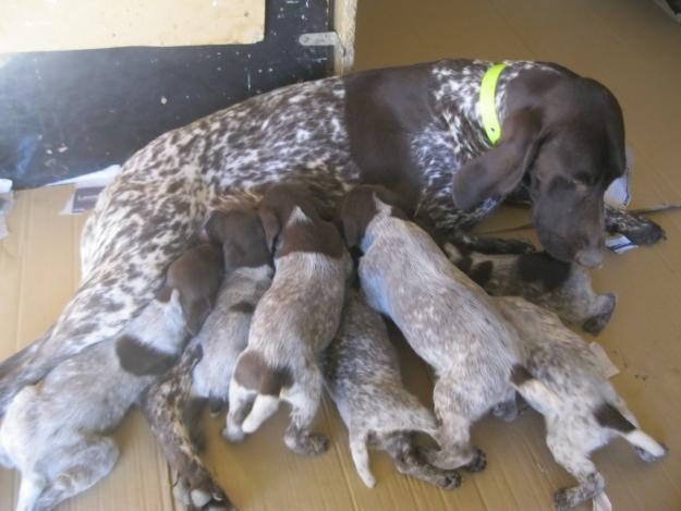 Braco aleman cachorros