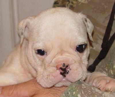 Bulldog Inglés cachorros para Navidad.