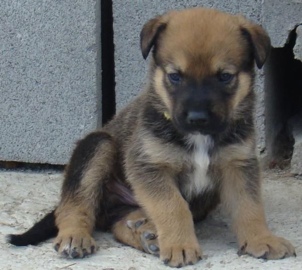 CACHORRITOS DE PASTOR ALEMAN