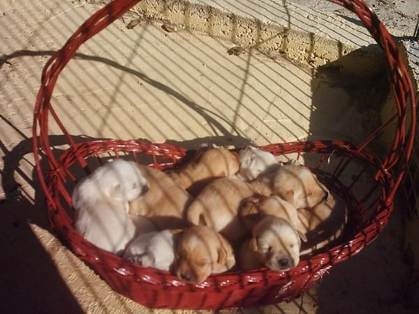 Cachorros de labrador para Navidad