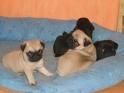 Carlinos pug de color beige , machos & hembras disponibles , cachorros super bonitos !!!