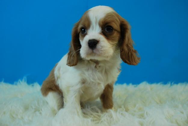 CAVALIER KING CHARLES CON 2 MESES PRECIOSOS CACHORROS