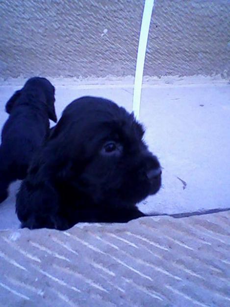 cocker cachorritos